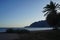 Date palms on the shores of the Red Sea in the Gulf of Aqaba. Phoenix dactylifera, date or date palm, is a flowering plant. Egypt