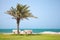 Date tree on coast of Persian Gulf, Saudi Arabia