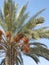 Date Tree in Morocco