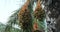 Dates On A Date Palm