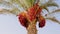 dates. date palm. large clusters of ripe burgundy dates on a date palm.