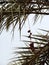 Dates growing on date palm in Karbala, Iraq