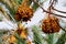 Dates maturing on a palm tree in Morocco