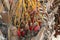 Dates ripen on a palm tree in northern Israel