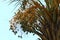 Dates ripen on a palm tree in northern Israel