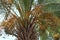 Dates ripen on a palm tree in northern Israel