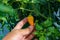 Datil peppers or cabai rawit growing on tree branches in the garden