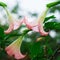 Datura (angel trumpet) flower