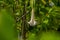 Datura angel trumpet flower plant green white natural