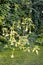 Datura (angel trumpet) flowers in garden