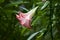 Datura. Brugmansia. Angel\'s trumpet.