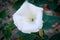 Datura Flower