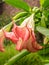 Datura flower in blossom