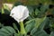 Datura flower, moonflower, jimsonweed, devil`s weed or devil`s trumpet in bloom in the garden. Single white flower