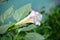 Datura flowers