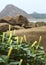 Datura flowers