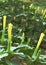 Datura flowers and buds