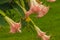 Datura flowers ordinary close-up. Pink trumpet flowers. Flowering Datura tree plant, Angel\\\'s Trumpets , Moonflower