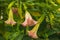 Datura flowers ordinary close-up. Pink trumpet flowers. Flowering Datura tree plant, Angel\\\'s Trumpets , Moonflower