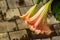 Datura flowers ordinary close-up. Pink trumpet flowers. Flowering Datura tree plant, Angel\\\'s Trumpets , Moonflower