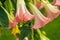 Datura flowers ordinary close-up. Pink trumpet flowers. Flowering Datura tree plant, Angel\\\'s Trumpets , Moonflower