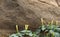 Datura flowers with rocks