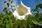 Datura is a genus of flowering plants in the family Solanaceae