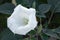 Datura innoxia - white flower from United States, Central and South America. The moonflower with green leaves outdoors. Floral