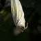 Datura inoxia flower