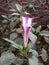 Datura metali plant flower side view.