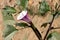 Datura metel, Devil\'s trumpet