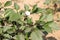 Datura metel, Devil\'s trumpet