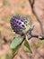 Datura metel Devil`s Trumpet plant seed pod