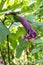 Datura metel at garden