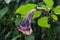 Datura metel at garden