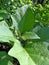 Datura metel L. Datura metel var. Fastuosa L. Saff. Flowers. thorn apple