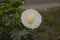 Datura metel. white flower. kecubung