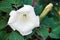 Datura ordinary flowers