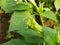 Datura plant with flowers.