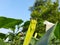 Datura plant with flowers.