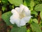 Datura plant with flowers.