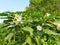 Datura plant with flowers.