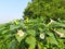 Datura plant with flowers.