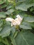 Datura : Poisonous vespertine moonflower plant.