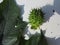 Datura seed pod and leaves