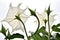 Datura is a species of flowering plant in the family Solanaceae