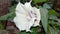 Datura Stramonium Flower In Garden