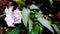 Datura Stramonium Flower In Garden