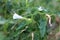 Datura stramonium. Hallucinogen plant Devil\\\'s Trumpet, also called Jimsonweed.