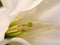 Datura stramonium jimson weed or devils snare very toxic plant common in Andalusia where it was used as a rodenticide in the